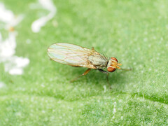 Trixoscelis pedestris