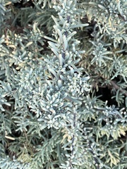 Suaeda fruticosa