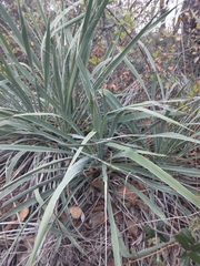 Yucca