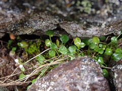 Cardamine bellidifolia