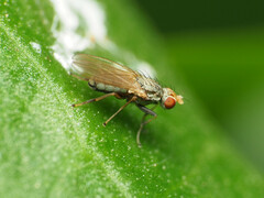 Trixoscelis pedestris