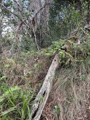 Polypodium pellucidum