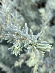 Suaeda fruticosa