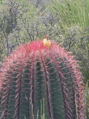 Ferocactus pilosus