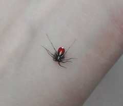 Ammoxenus amphalodes