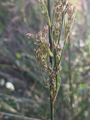 Juncus dichotomus
