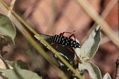 Placosternus erythropus