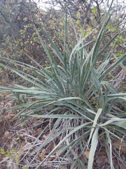 Yucca