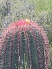 Ferocactus pilosus