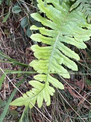 Polypodium pellucidum