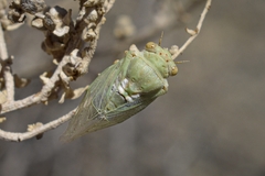 Derotettix mendosensis