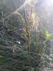 Juncus dichotomus