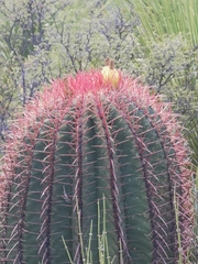 Ferocactus pilosus