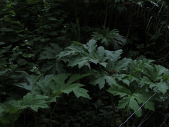 Heracleum mantegazzianum
