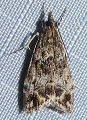 Eudonia minualis