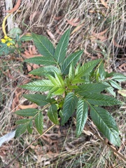 Bidens cosmoides