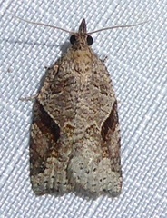 Apoctena orthropis