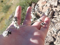 Froelichia arizonica