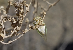 Derotettix mendosensis