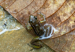 Colostethus ruthveni