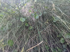 Juncus dichotomus