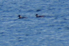 Melanitta perspicillata