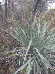 Yucca