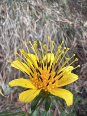 Bidens cosmoides