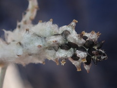 Froelichia arizonica
