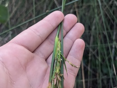 Juncus dichotomus
