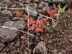 Sedum divergens