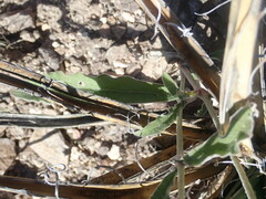 Froelichia arizonica