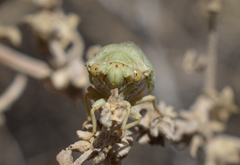 Derotettix mendosensis
