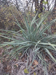 Yucca