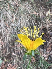 Bidens cosmoides
