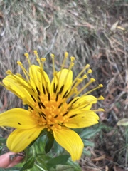 Bidens cosmoides