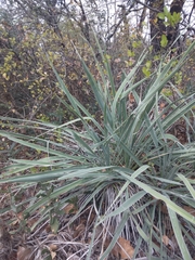 Yucca