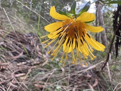 Bidens cosmoides
