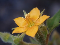 Mentzelia oligosperma