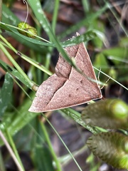 Epidesmia chilonaria