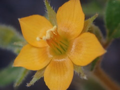Mentzelia oligosperma