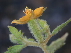 Mentzelia oligosperma