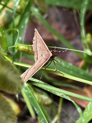 Epidesmia chilonaria