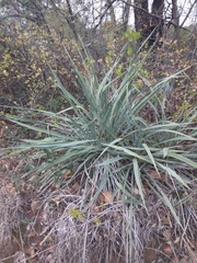 Yucca