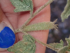 Mentzelia oligosperma