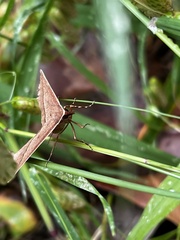 Epidesmia chilonaria