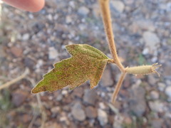 Mentzelia oligosperma