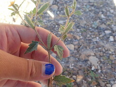 Mentzelia oligosperma