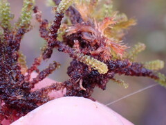 Paludella squarrosa