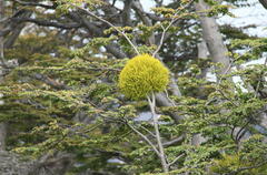 Misodendrum punctulatum